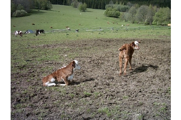 Сімейний пансіонат Heřmanovice 5